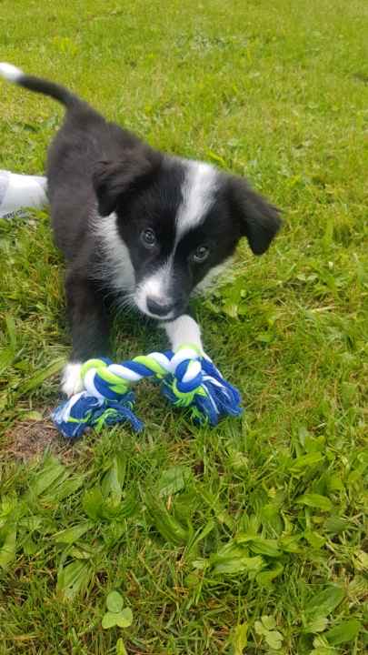 Chiot noir et blanc jouant avec son jouet dans l’herbe