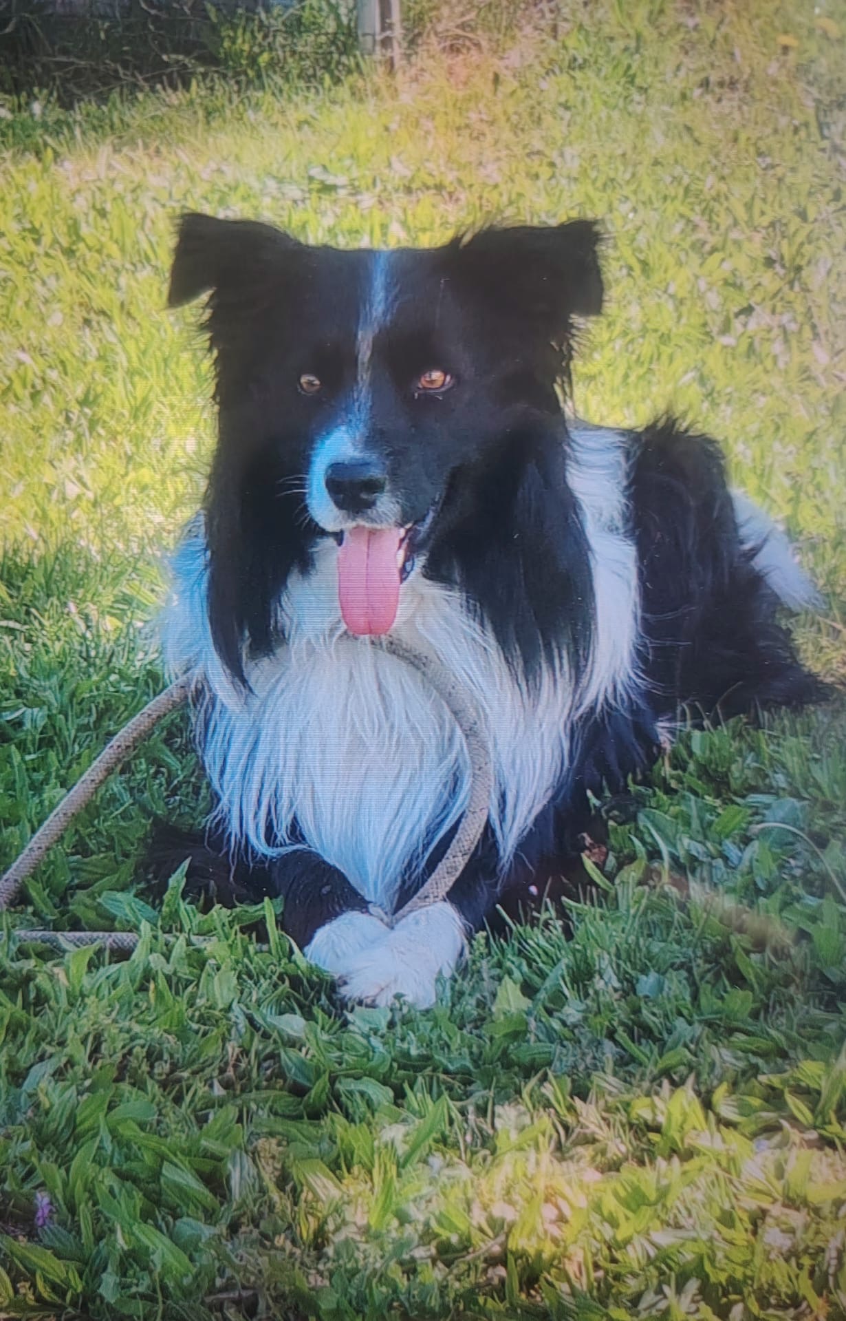 Border collie noir et blanc allongé dans l’herbe, éducation canine à Montluel