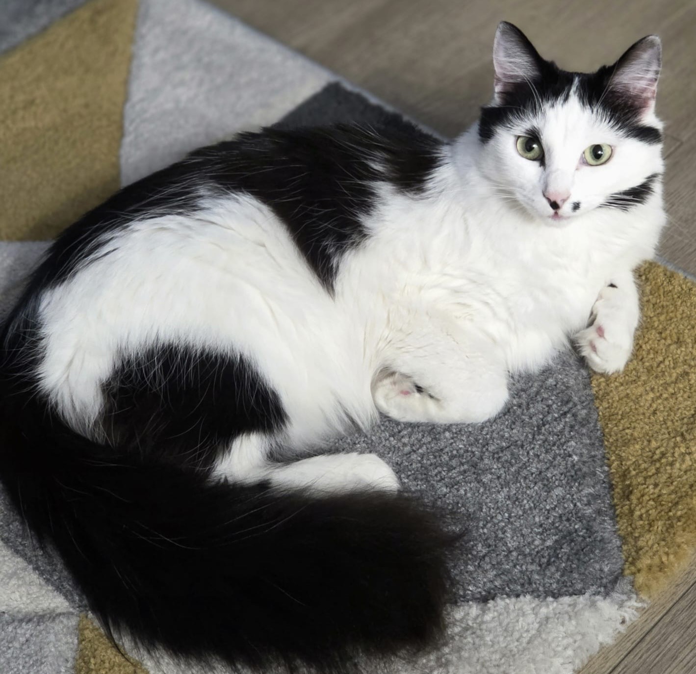 Chat noir et blanc allongé sur un tapis, accompagnement félin