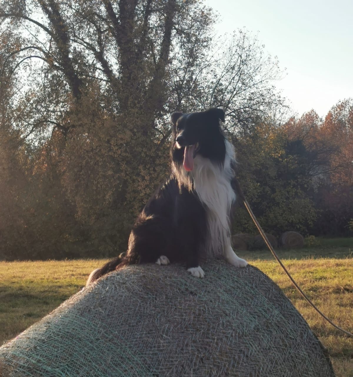 Border collie assis sur une botte de foin — éducation canine Montluel